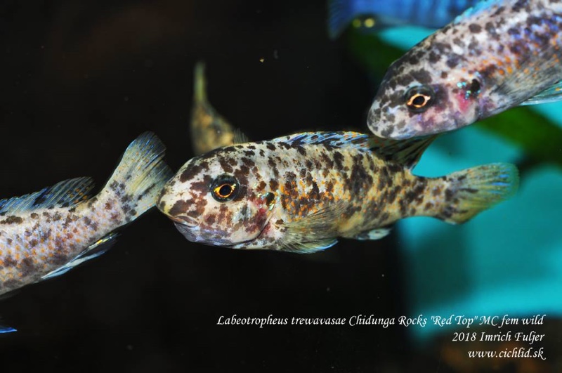 Labeotropheus trewavasae 'Chidunga Rocks'